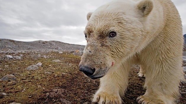 Kutup ays istilas: Evlerinden kamyorlar