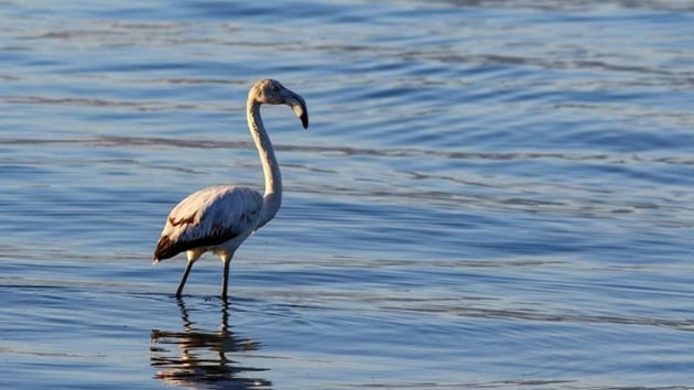 znik glnde ilk kez grlen flamingo kayt altna alnd  