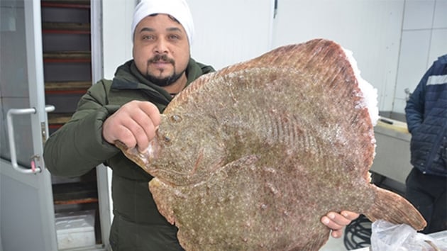Karadeniz'de balklarn avlad 7 kilo 800 gram arlndaki kalkan bal bin 400 liradan sata kt