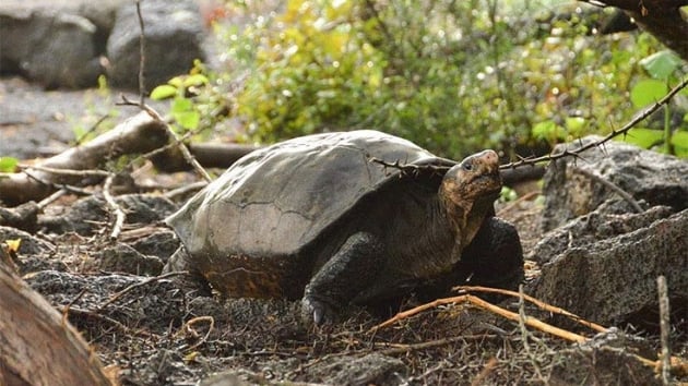 Nesli tkendii dnlen dev kaplumbaa tr Galapagos, Fernandina Adasnda ortaya kt