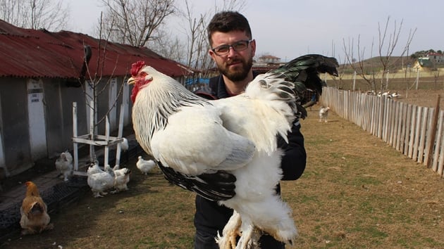 Hobi olarak balad, tavuklardan ald yumurtalar ihra etmeye balad