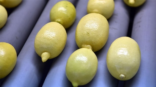 Trkiye'den Rusya'ya bir ayda yaplan limon ihracat 10 milyon dolar at