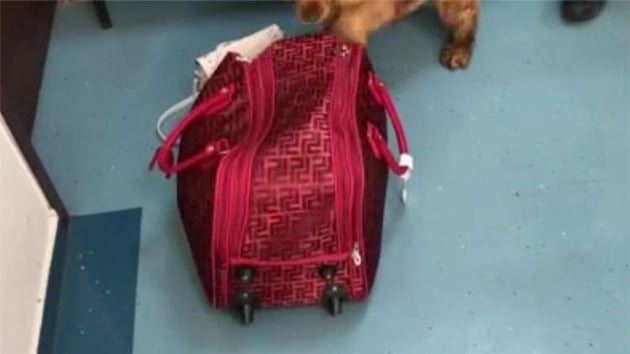 8 ift ayakkabnn tabanna gizlenmi 1 kilo 770 gram kokain ele geirilen Brezilyal kadn tutukland 