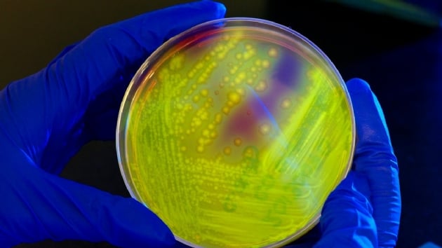 Bakterilerin antibiyotiklerden kamak iin kullandklar yeni bir mekanizma kefedildi 