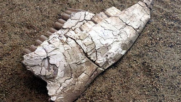 Kayseri'nin 7,5 milyon yllk fosilleri sergileniyor