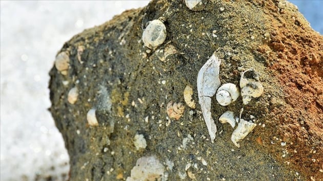 Mu'ta 11 milyon yllk fosiller bulundu