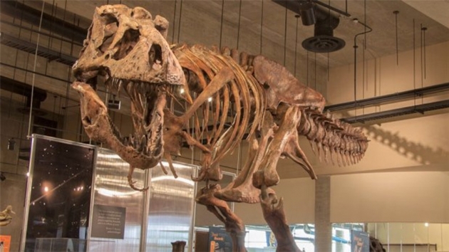 Kanada'da dnyann en byk ve en yal T-rex fosili bulundu