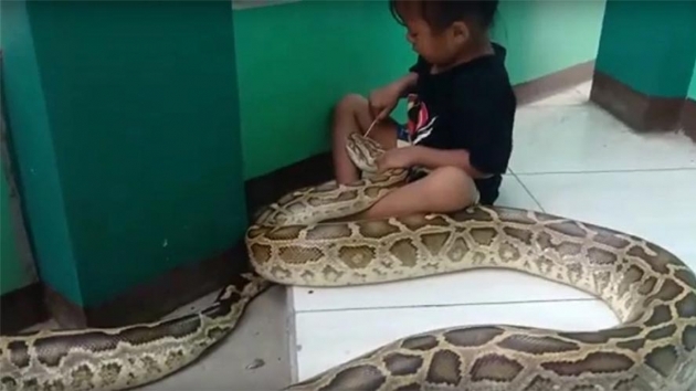 3 yandaki kk kz, 4.5 metrelik pitonu tedavi etti