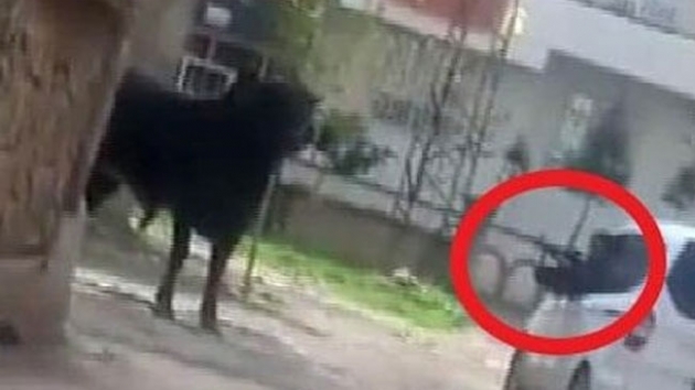 Kaan boay tfekle vurarak durdurdu!