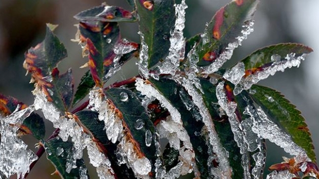 Meteorolojiden zirai don ve ya uyars