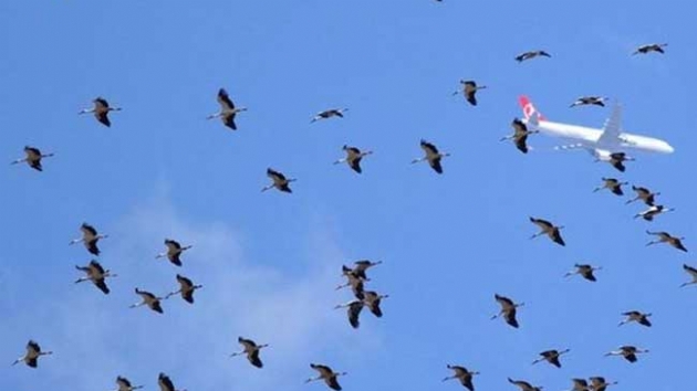 Belediyeden 'leylek' operasyonu