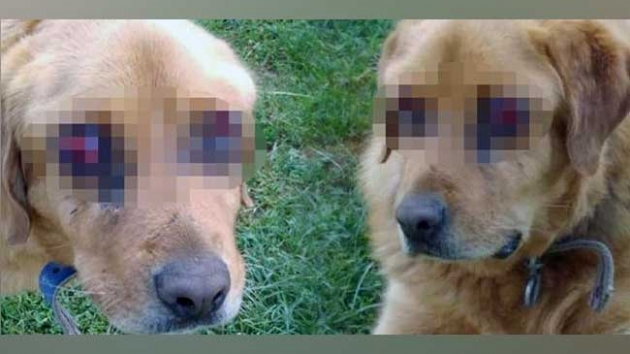 Tokat'ta vahet: Bunu yapan insan olamaz!