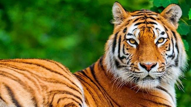 Hindistan'da kaplan lmleri artyor