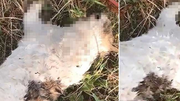 Kediyi bacaklarn keserek ldrdler