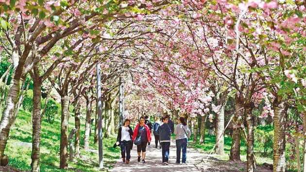 Dikmen Vadisinde Sakura mevsimi 