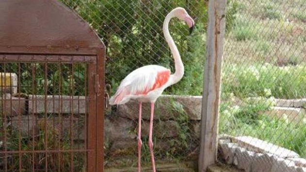 Hakkari'de yaral bulunan flamingo tedaviye alnd 