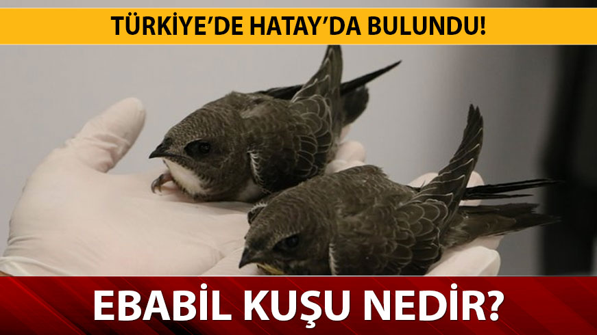  Ebabil ku�u hikayesi nedir? Ebabil ku�u nedir, ne anlama gelir?