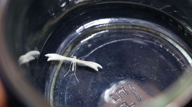 Lepidoptera kelebei Kahramanmarata grld