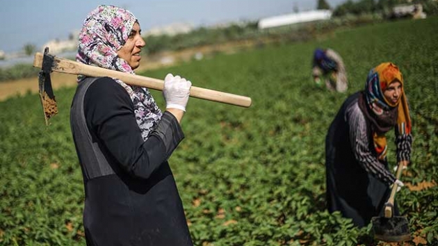 Gazzeli kadnlar srail snrnda patates yetitiriyor