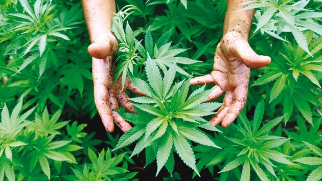 Kenevir retiminde yerli tohum ata