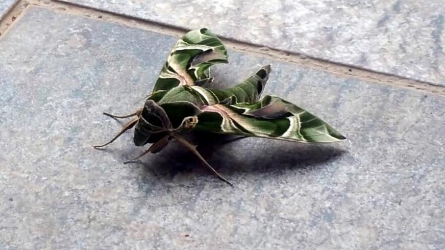 Bodrum'da nadir rastlanan mekik kelebei grld