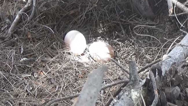 Yumurtalar alnnca gvenlik kameras yerletirdi, hrsz grnce ok oldu