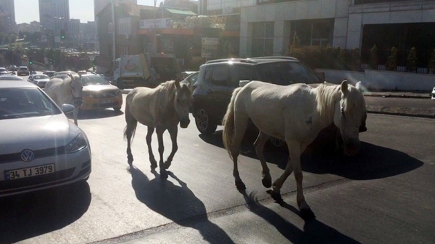 Yer: Kadky... Trafikte babo atlar srcleri akna evirdi