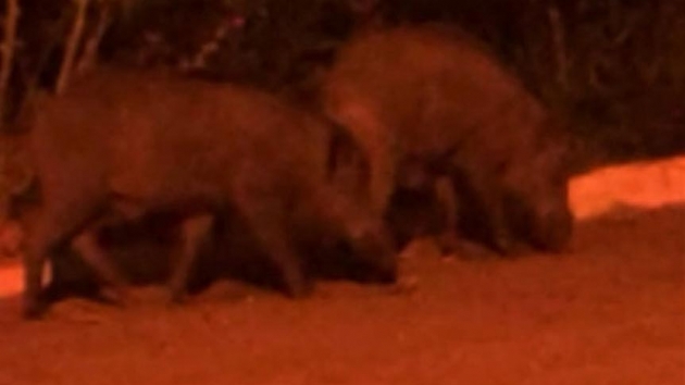 Kent merkezine inen domuzlar aknlna neden oldu
