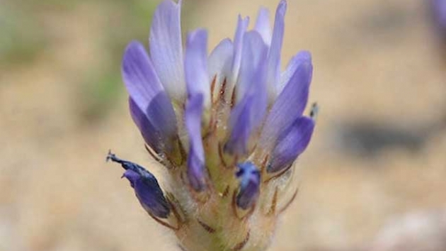 Yeni keif edilen bitki sadece Ayvalkta yetiiyor