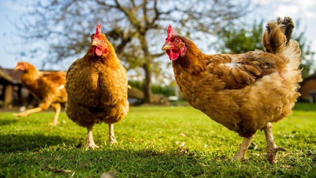 Trkiye'den in'e 80 milyon dolarlk tavuk aya ihracat