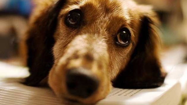 Aratrma: Kpeklerin 'zgn' baklarna yol aan yz kaslar insanlarn ilgisini ekmek iin evrimleti