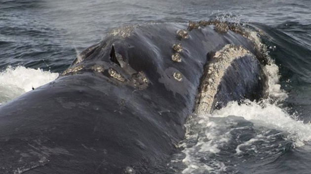 Nadir tr ubuklu balinalara ait sesler ilk kez kaydedildi