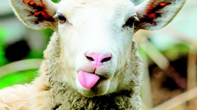 Kurbanlklar bayrama hazr... te ilk fiyatlar