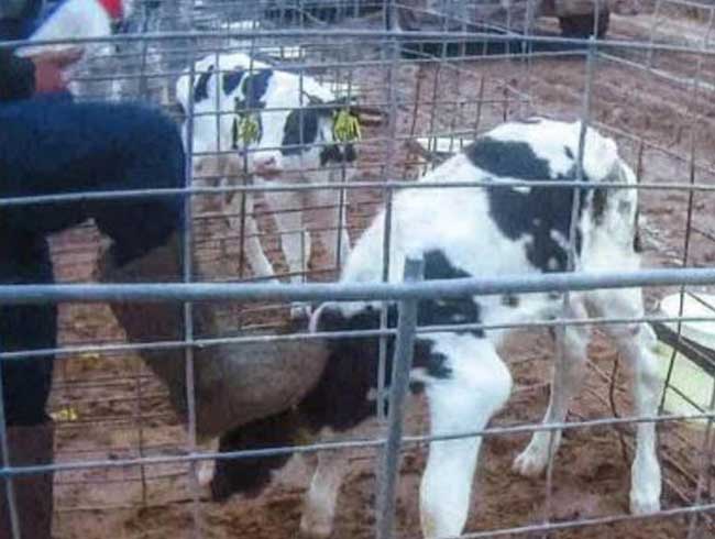 Gizli kamera g�r�nt�leri ortaya ��kt�! ABD'de b�y�k skandal!