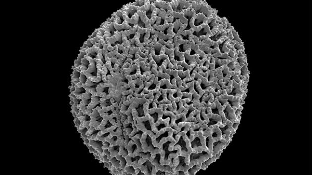 Yataan'da 14,3 milyon yllk zeytin poleni fosili bulundu