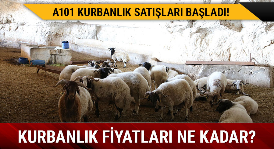 A101 kurbanl�k fiyatlar� belli oldu! A101 2019 kurbanl�k fiyatlar� ne kadar?