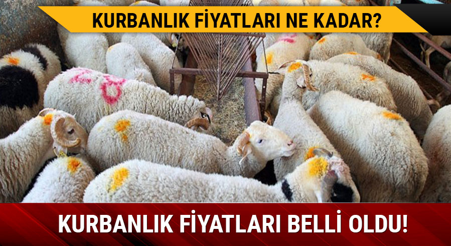 B�y�kba� ve k���kba� kurbanl�k fiyatlar� belli oldu! 