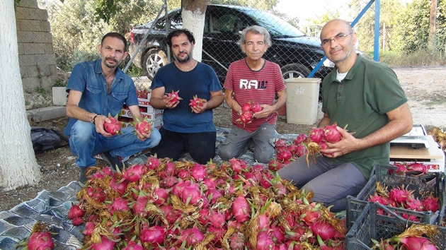 Mersin'de ejder meyvesi hasad