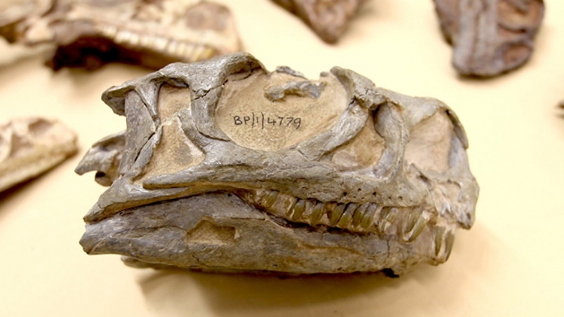 Yeni bir dinozor tr kefedildi