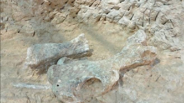 Yeniyaylack'ta milyonlarca yllk fosiller gn yzne karlyor