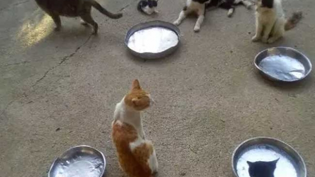 Diyarbakr'daki hayvan lmleri yargya tand