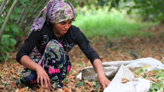 Sigortalı fındık işçileri hasada başladı