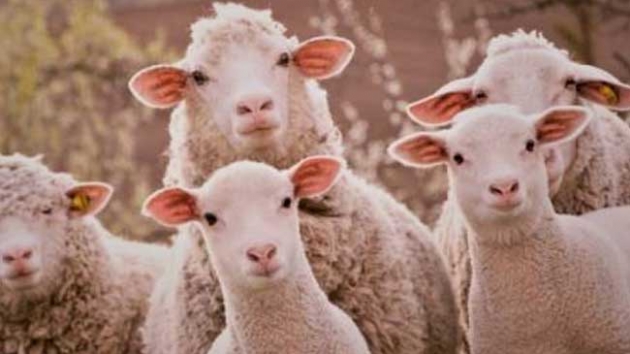 Diyanetten kurbanlk hisse uyars