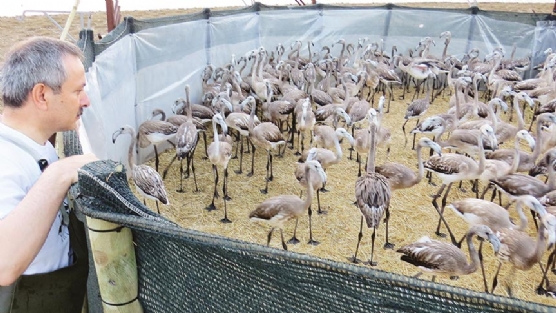 Yavru flamingolar denetim altnda