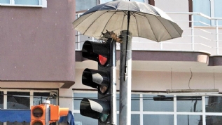 Scaklarda yuva yapan kumruya koruma