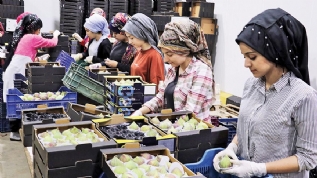 Taze incir Uzak Douya uacak