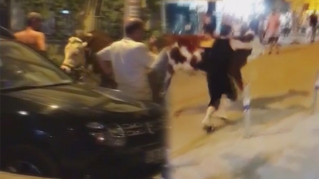 Sahilde kaak boa panii