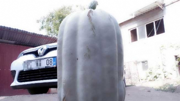 Osmaniye'de 35 kiloluk bal kaba grenleri artyor