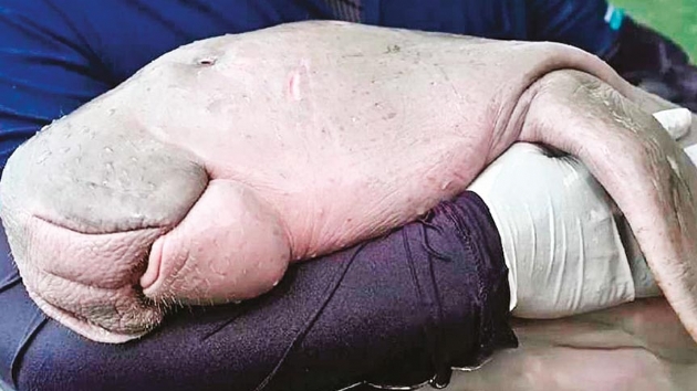 Yetim dugong hayatn kaybetti
