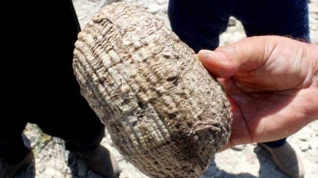 Adyaman'da milyonlarca yllk fosiller tespit edildi